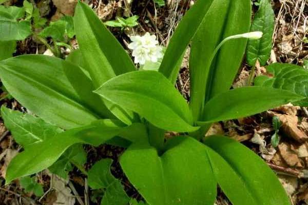 植物生长三大必要条件