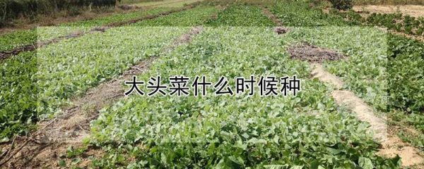 大头菜什么时候种