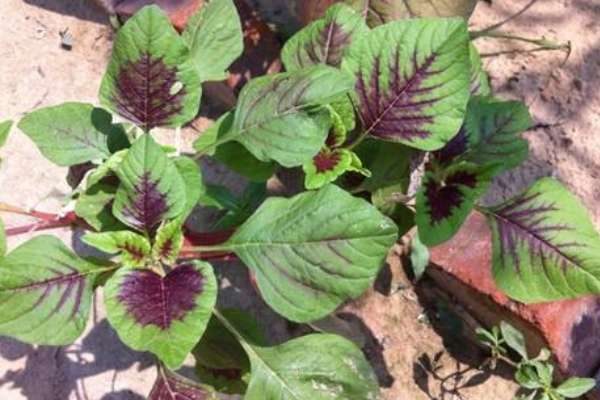 苋菜和野苋菜的区别