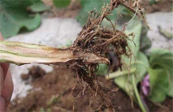 茄子萎蔫死亡怎么办？