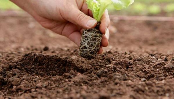 土地资源是可再生资源吗？