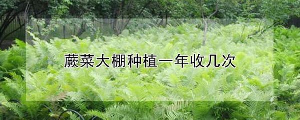 蕨菜大棚种植一年收几次