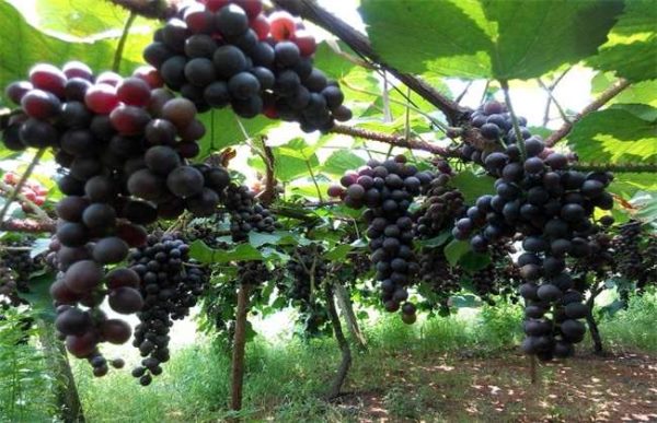 种植10亩葡萄前期投资