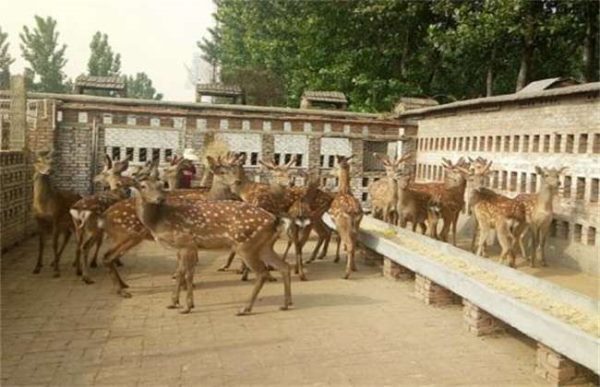 如何提高仔鹿的成活率