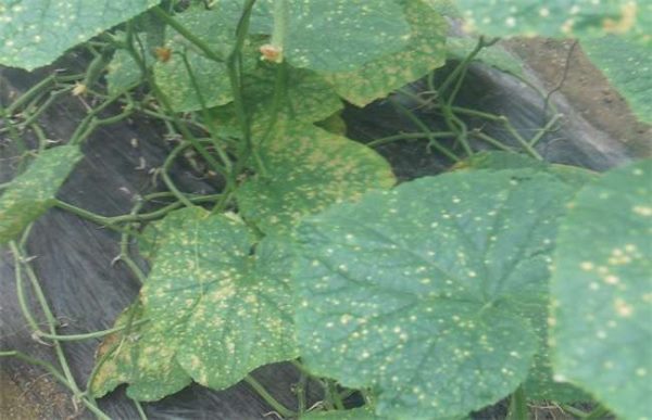 黄瓜叶子发黄的原因及防治