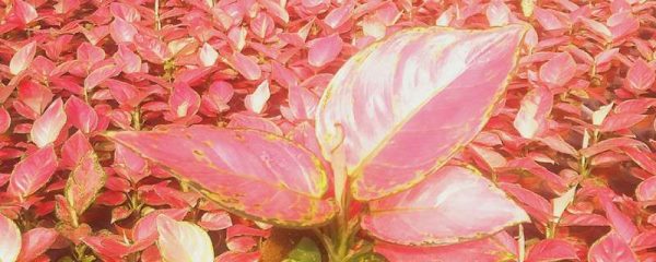 吉利红是什么植物