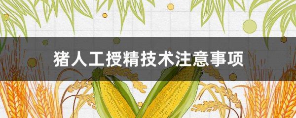 猪人工授精技术注意事项