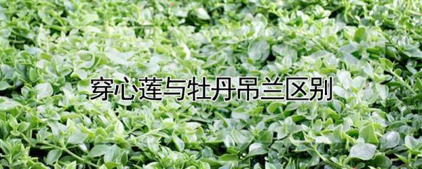 穿心莲与牡丹吊兰区别
