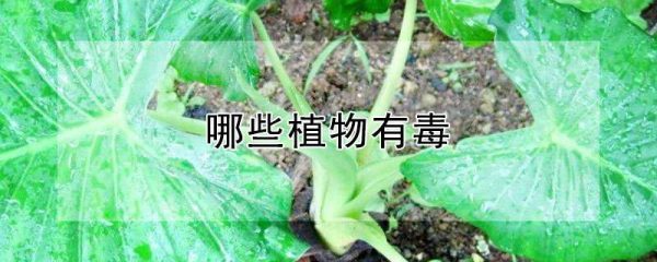 哪些植物有毒