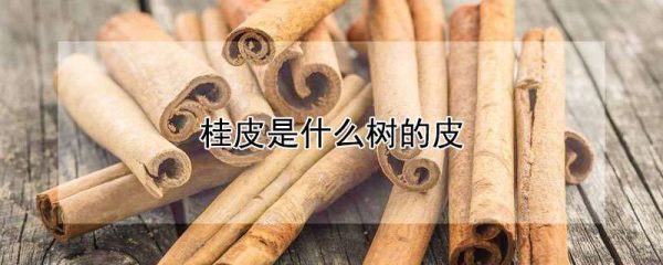 桂皮是什么树的皮
