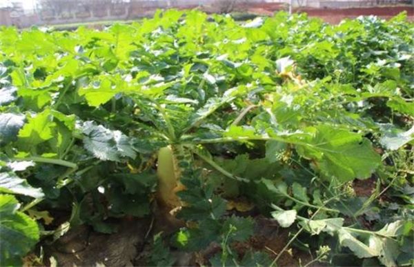 萝卜叶子发黄干枯怎么办？