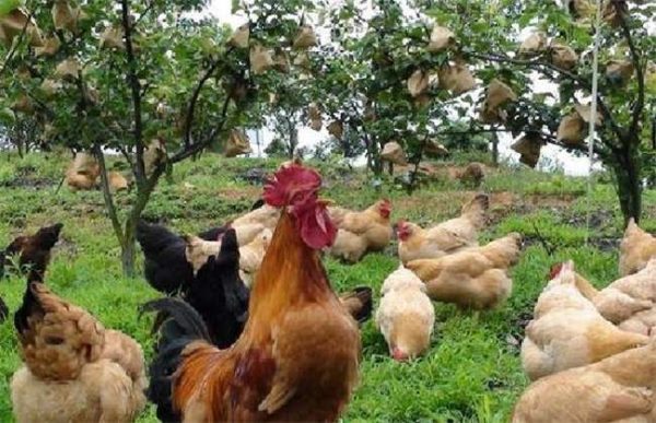 农业模式发展趋势