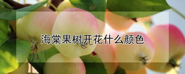 海棠果树开花什么颜色