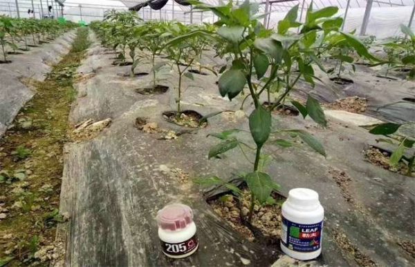 辣椒徒长坐果难怎么办？