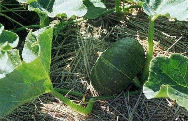 种一亩南瓜利润多少？