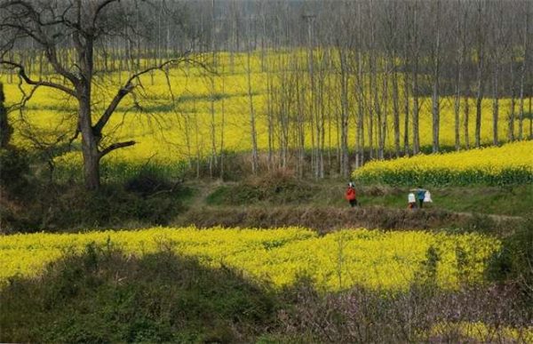 春分种植注意事项