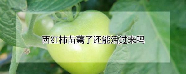 西红柿苗蔫了还能活过来吗