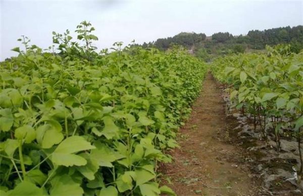 银杏苗如何培育