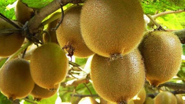 猕猴桃产地在哪里