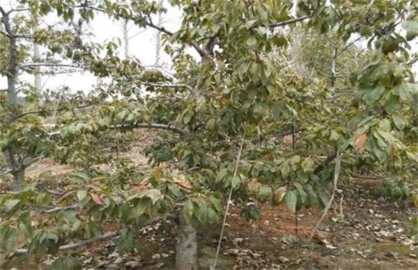 早春果树冻害后如何补救