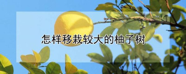 怎样移栽较大的柚子树