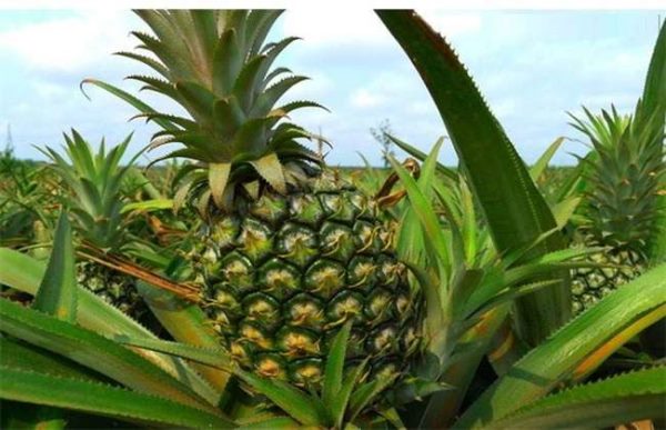 如何预防菠萝冻害