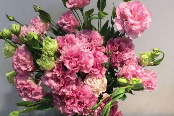 洋桔梗的种子怎么取