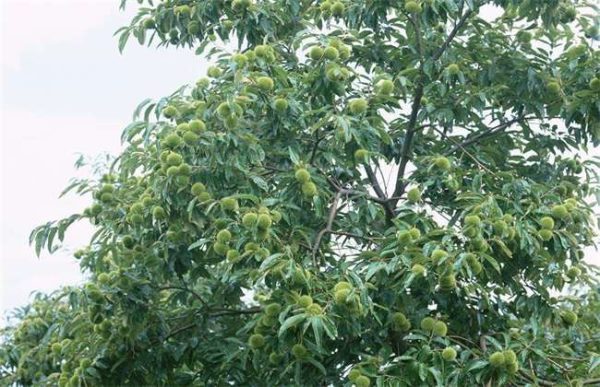 种一亩板栗的利润是多少？