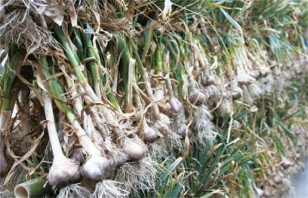大蒜采收时的注意事项