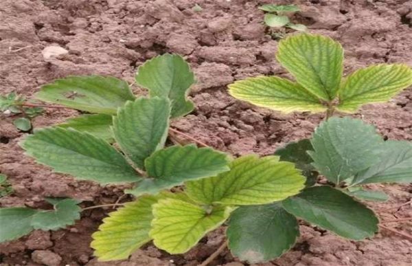 草莓叶子发黄怎么办?