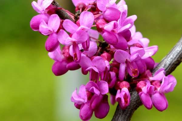 紫荆花北方可以种植吗