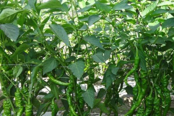 辣椒移栽后用什么肥提苗