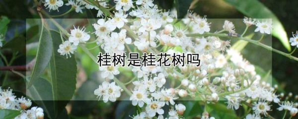桂树是桂花树吗