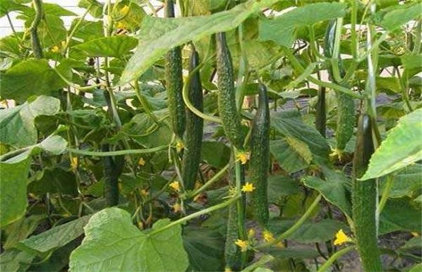 黄瓜的越冬管理多久？