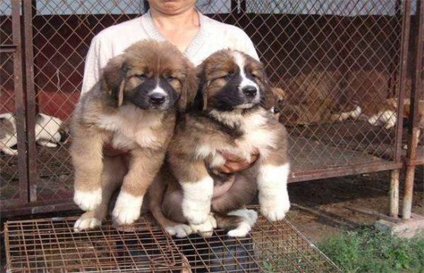 养10只肉狗的利润多少？