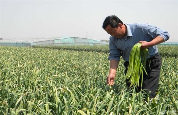 大蒜采收时的注意事项