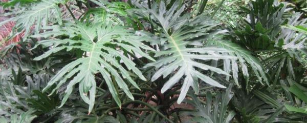 龟背竹蔫了会恢复么