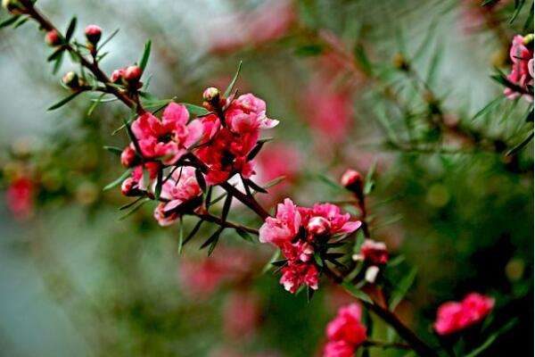 松红梅是四季开花的吗