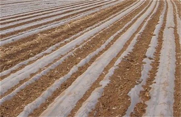 覆盖地膜要注意什么？