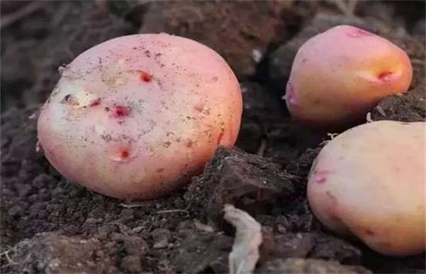 土豆播种后腐烂原因？