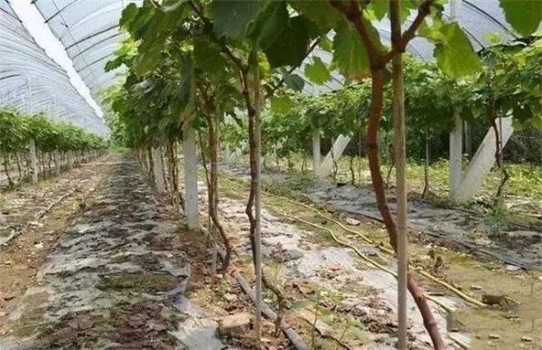 葡萄秋施基肥有什么好处