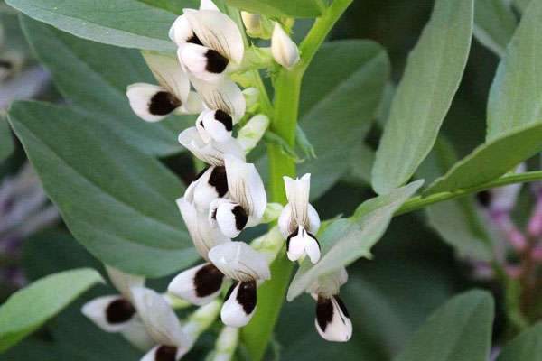 蚕豆种植时间和多久？