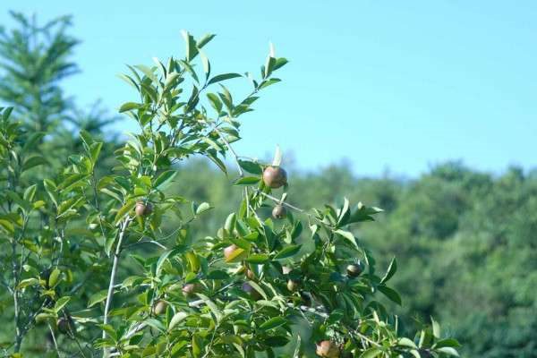 幼油茶树怎么修剪