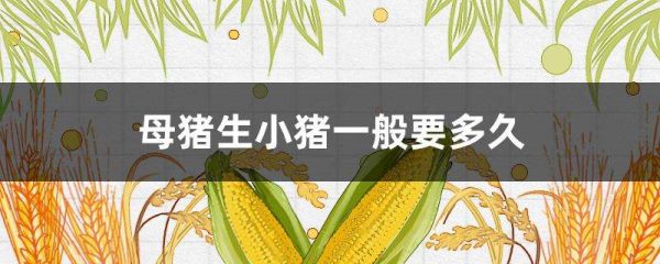 母猪生小猪一般要多久？