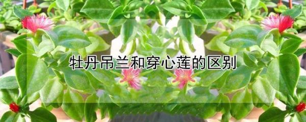 牡丹吊兰和穿心莲的区别