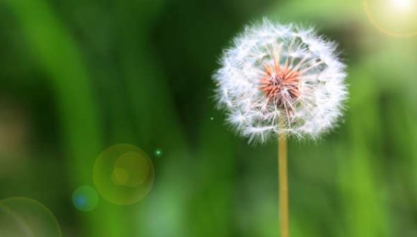 植物怎么传播种子