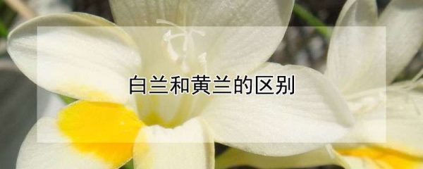 白兰和黄兰的区别