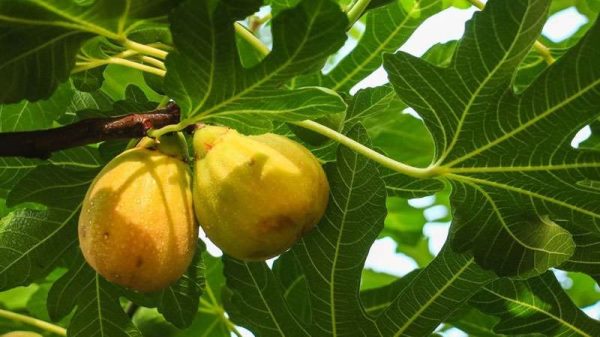 无花果为什么叫无花果