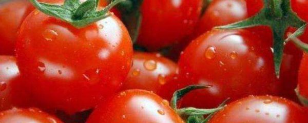 西红柿什么季节成熟