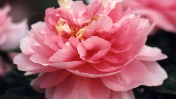 中国的国花是什么？